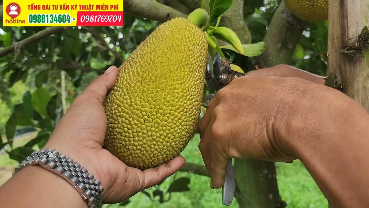 Thúc Dinh Dưỡng Nuôi Trái Cho Vườn Mít Indo Ruột Đỏ Sau Khi Tỉa Trái và Hạn Chế Méo Trái Mít