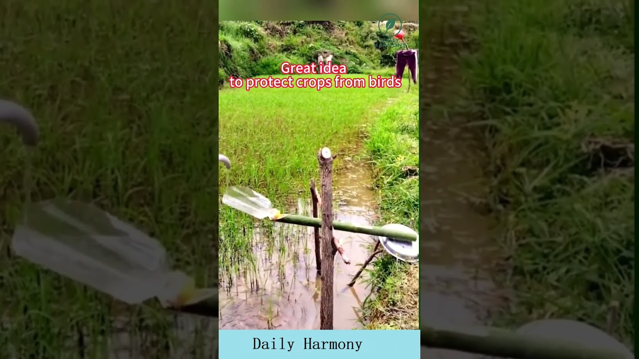 Smart Way to Keep Wild Animals Away from the Field