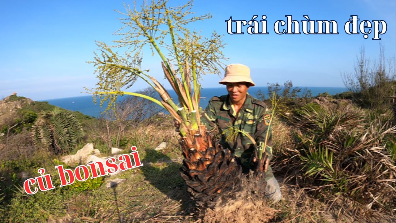 tiếp tục đi khai thác những  củ bonsai trái sai từng chùm đẹp