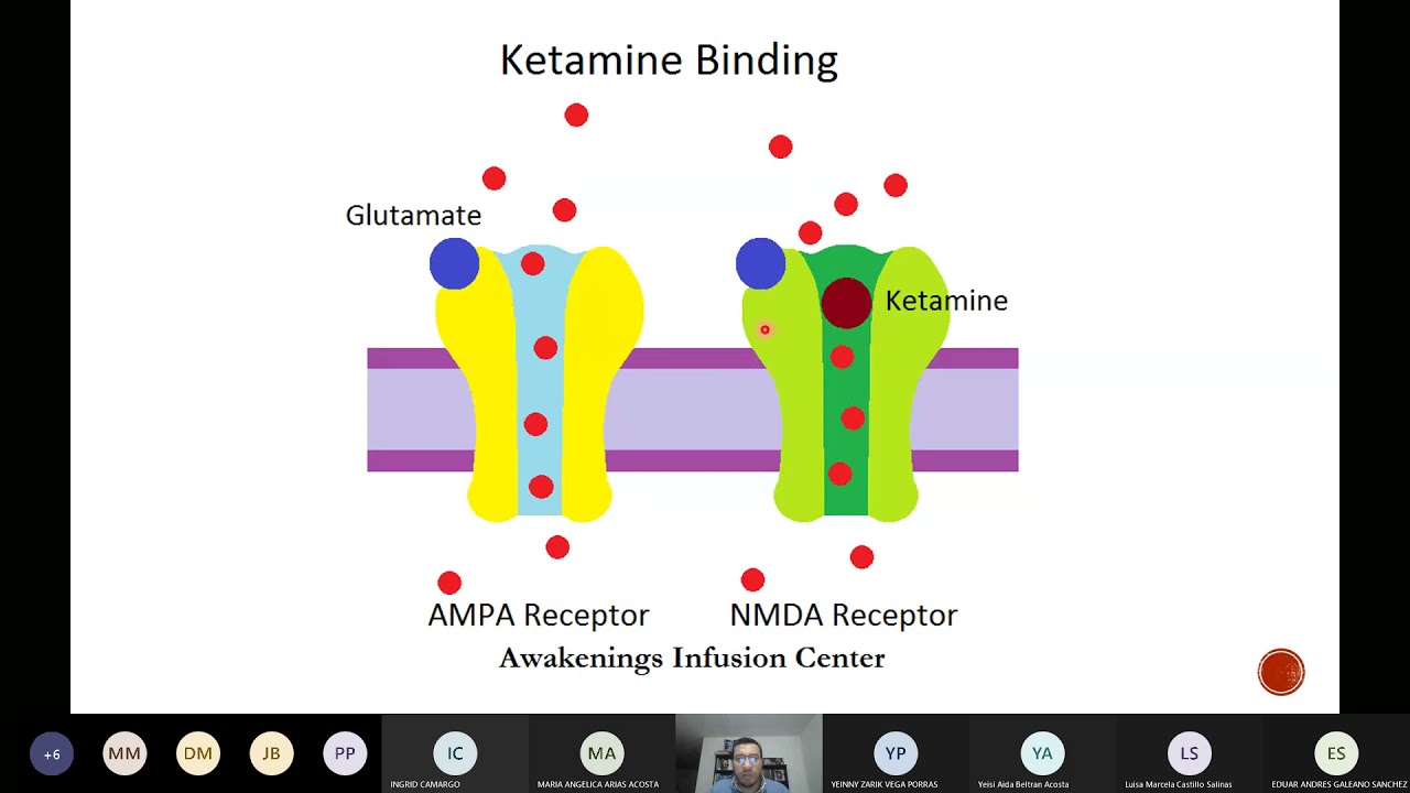 GABA y Glutamato