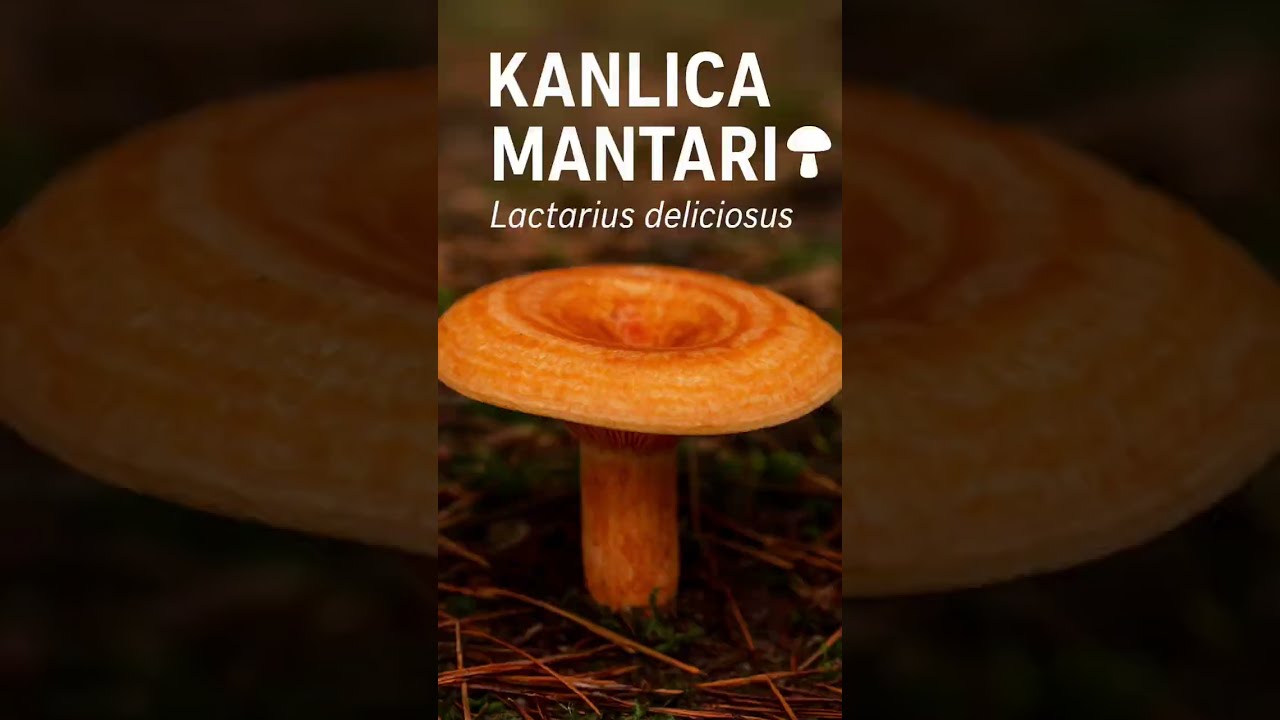 Kanlıca-Melki-&Ccedil;ıntar (Lactarius deliciosus)