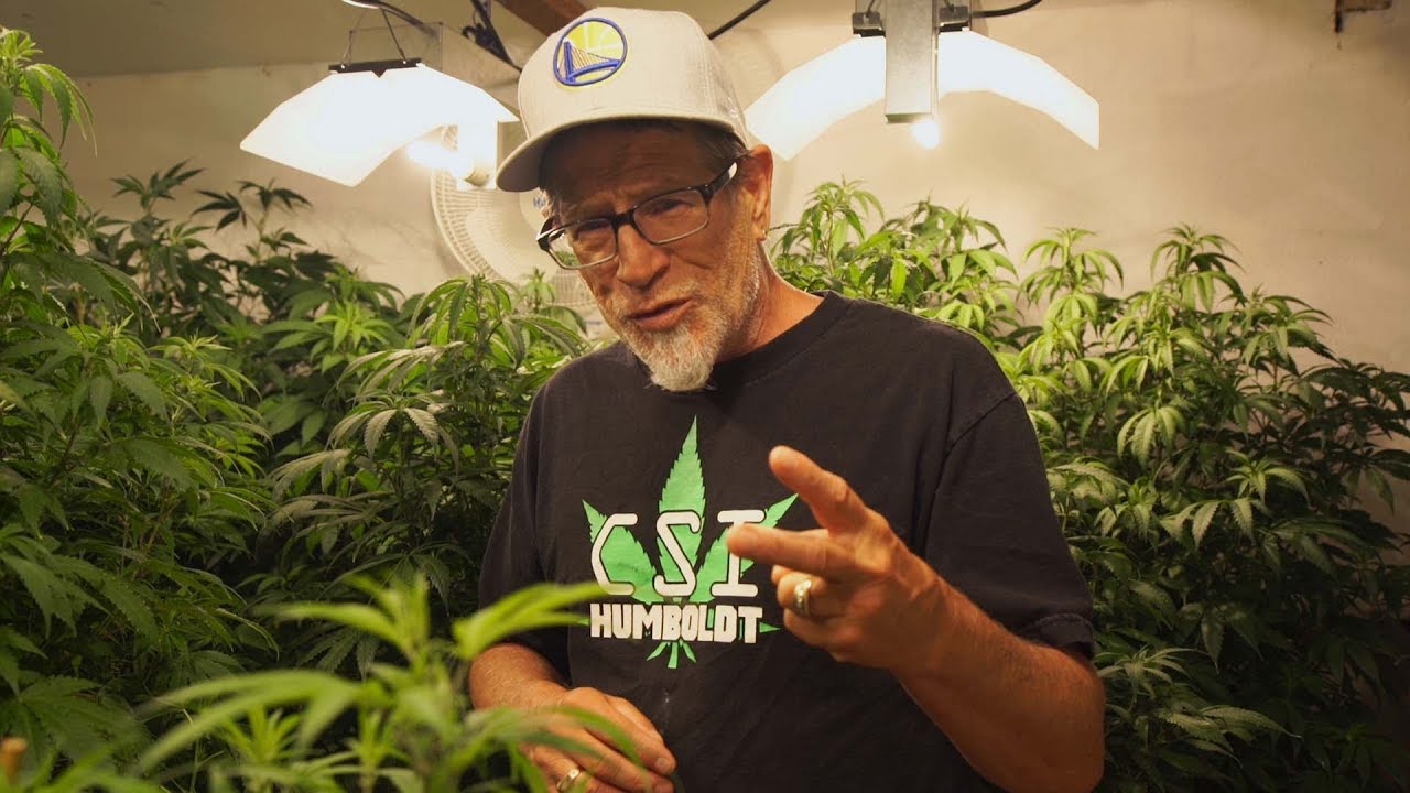 The Story Behind Kendo Green Wizard
