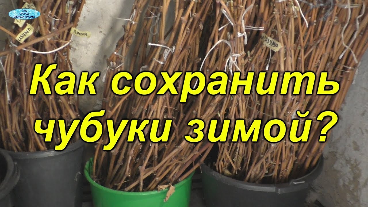 Теперь храним виноградные чубуки зимой только таким способом!!!