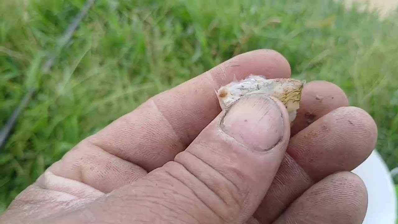 Pescaria Só deu gigante brutos 