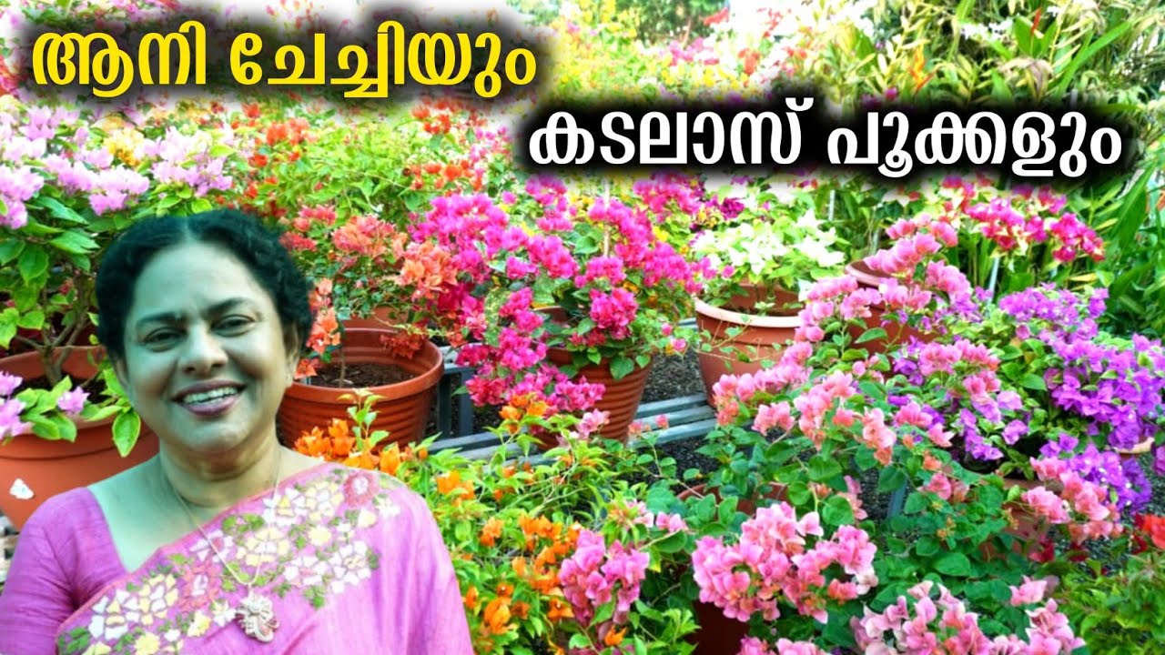 കടലാസ് ചെടി കുലകുത്തി പൂക്കാൻ ഇങ്ങനെ ചെയ്താൽ മതി | Bougainvillae Plant Care Tips