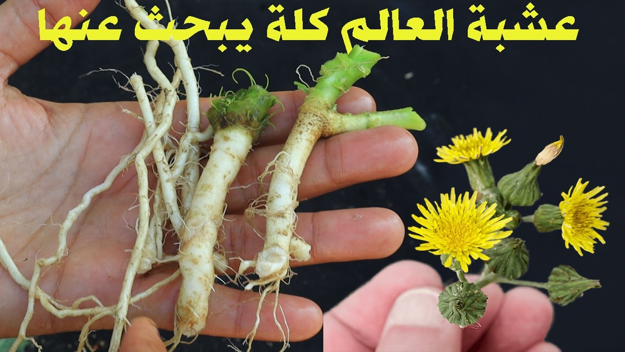 لن تستغنى عن هذة العشبة الخارقة مخزن من العلاجات والغذاء ازرعها ولن تندم