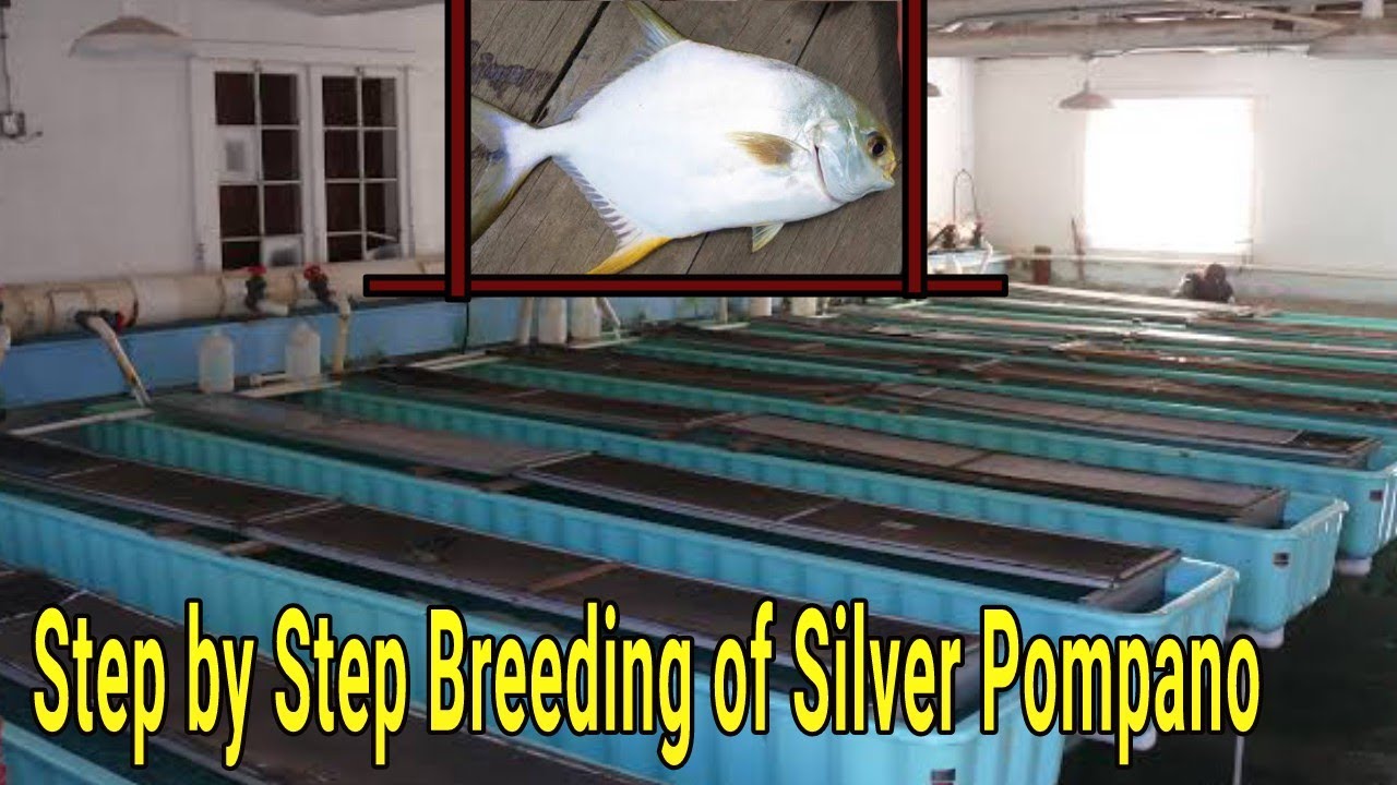 Easy Breeding of Silver Pompano | white pomfret