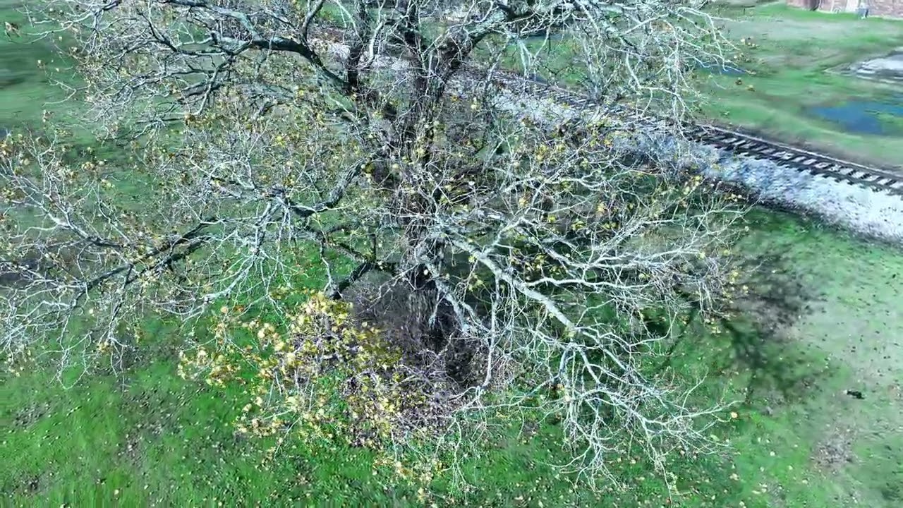 RC Jail Tree 27 Dec 2024 3