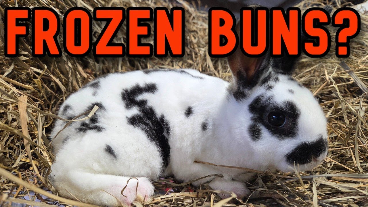 Cold Weather Hacks: How to Keep Snow Off Backyard Meat Rabbits