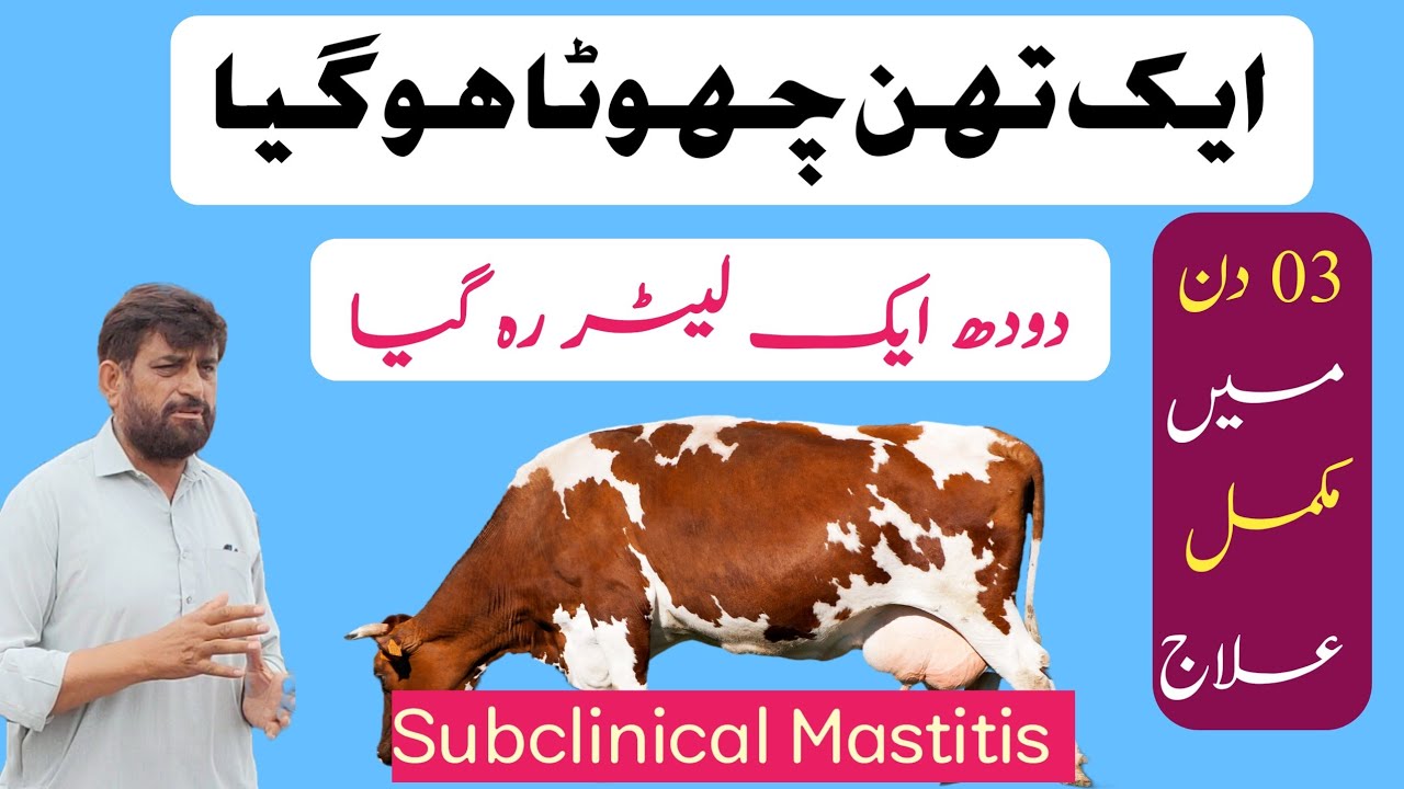 Cow Buffalo Goat Ke ایک تھن Se دودھ Kam Ho Gaya | Milk Decrease In One Teat And Udder
