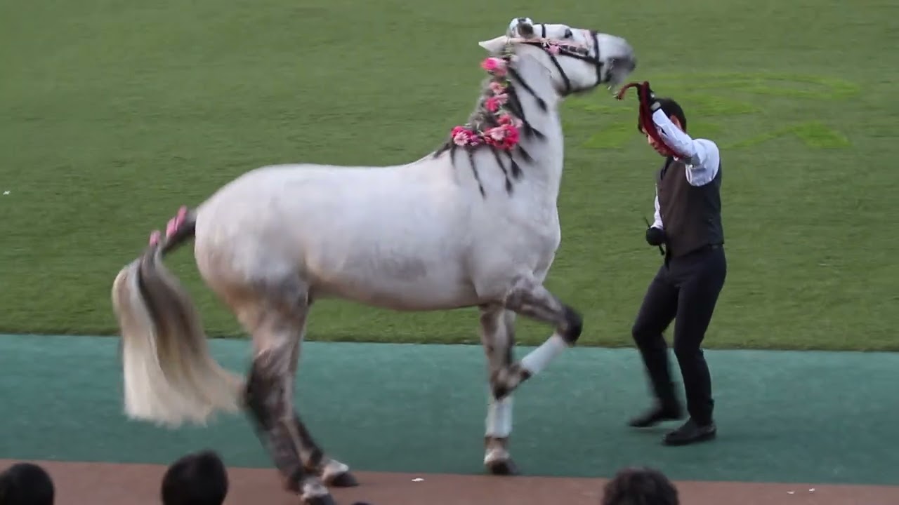トリックホースショー特別編＠東京競馬場（2026-02-21）