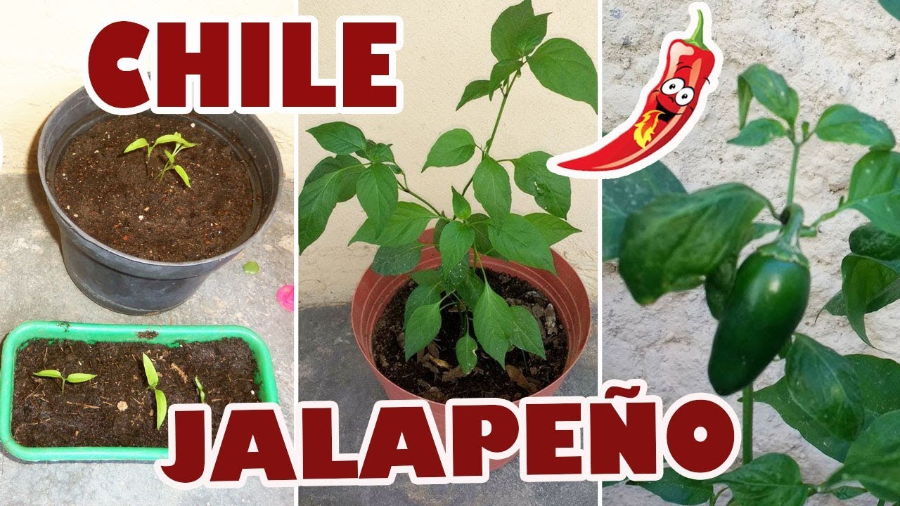 Siembra Chile Jalapeño y Seguimiento por 7 meses