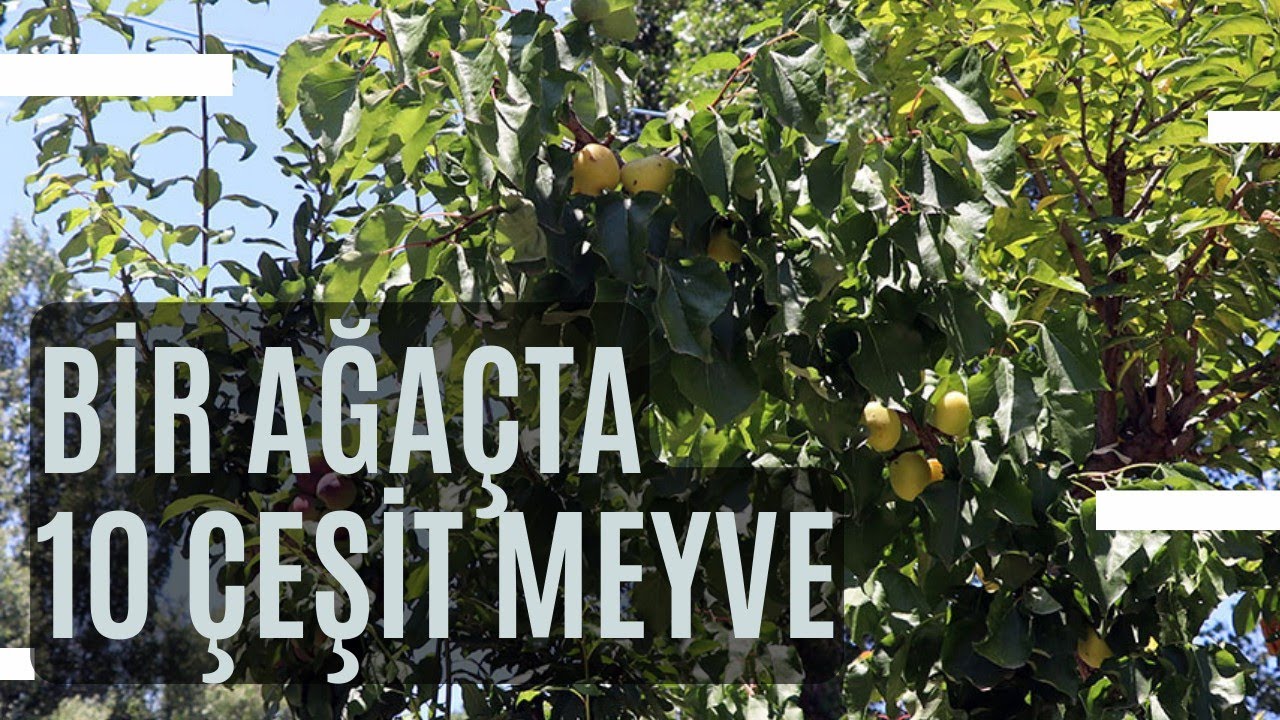 Tek Ağa&ccedil;ta 10 &Ccedil;eşit Meyve Yetiştirdi