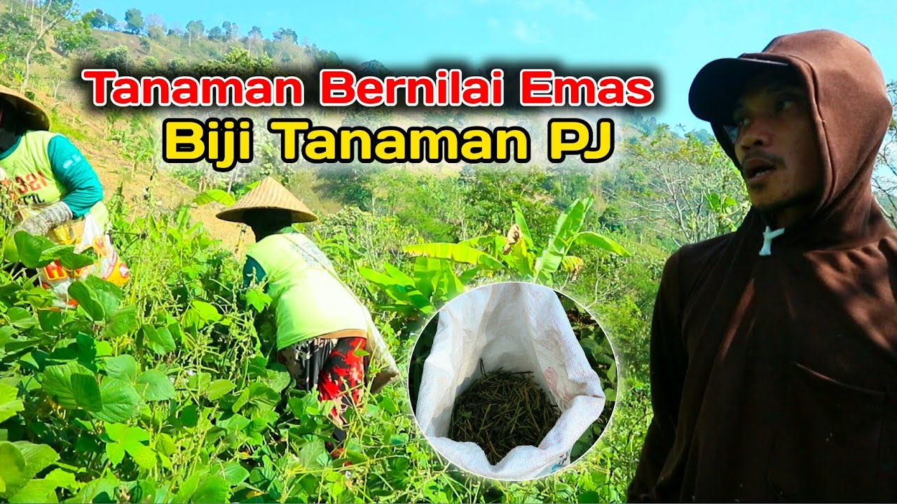 Tanaman Bernilai Emas || Biji Tanaman PJ