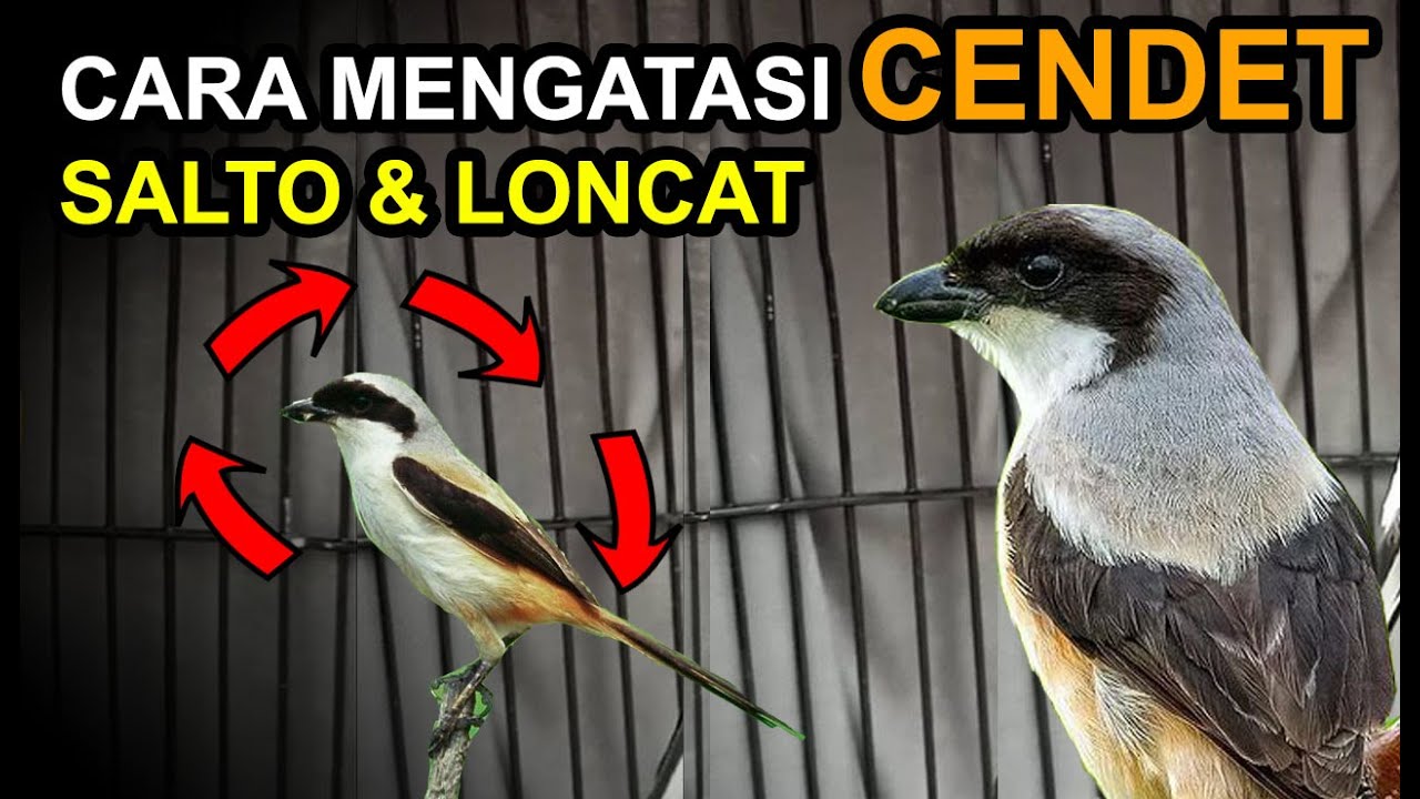 8 Cara Mengatasi CENDET Salto dan LONCAT dengan Perawatan Khusus