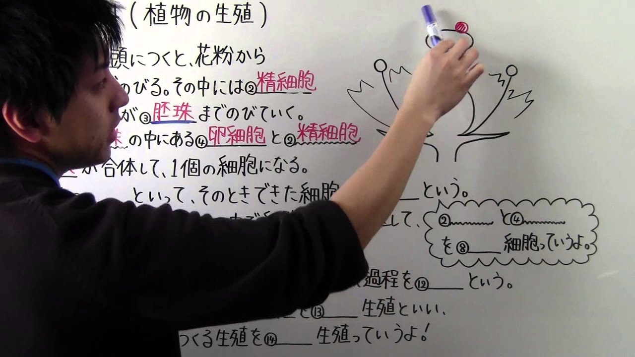 【理科】中3-15 植物の生殖