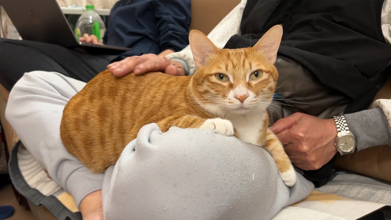 把猫带回老家后，它就彻底成为我爸的猫了｜在老家系列