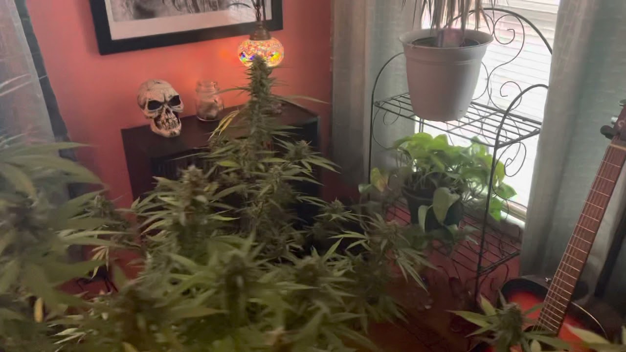 Harvest time for some quantum kush