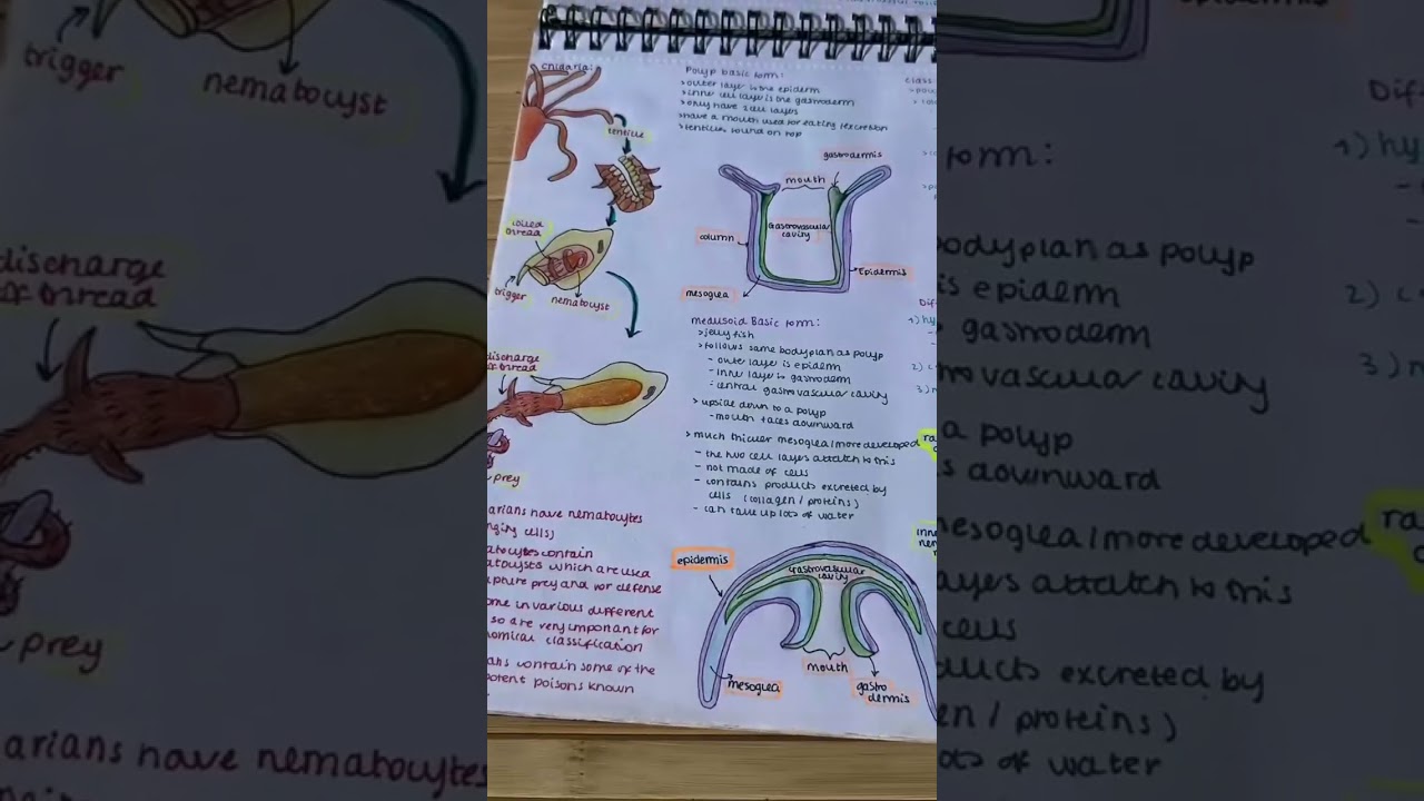Marine biology notebook  tour // #learningbiology  #marine #marineanimals #zoologynotes #diagram