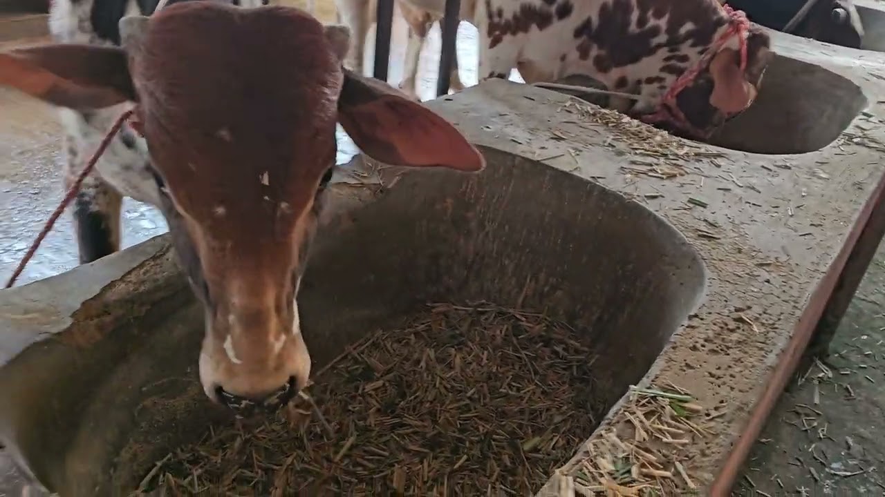 42-আমাদের খামারের গরুকে বিকেল বেলার খাবার দেওয়া হচ্ছে!#cowfarming #cow #dairyfarming #bull 