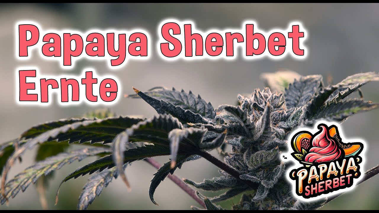 Papaya Sherbet Ernte