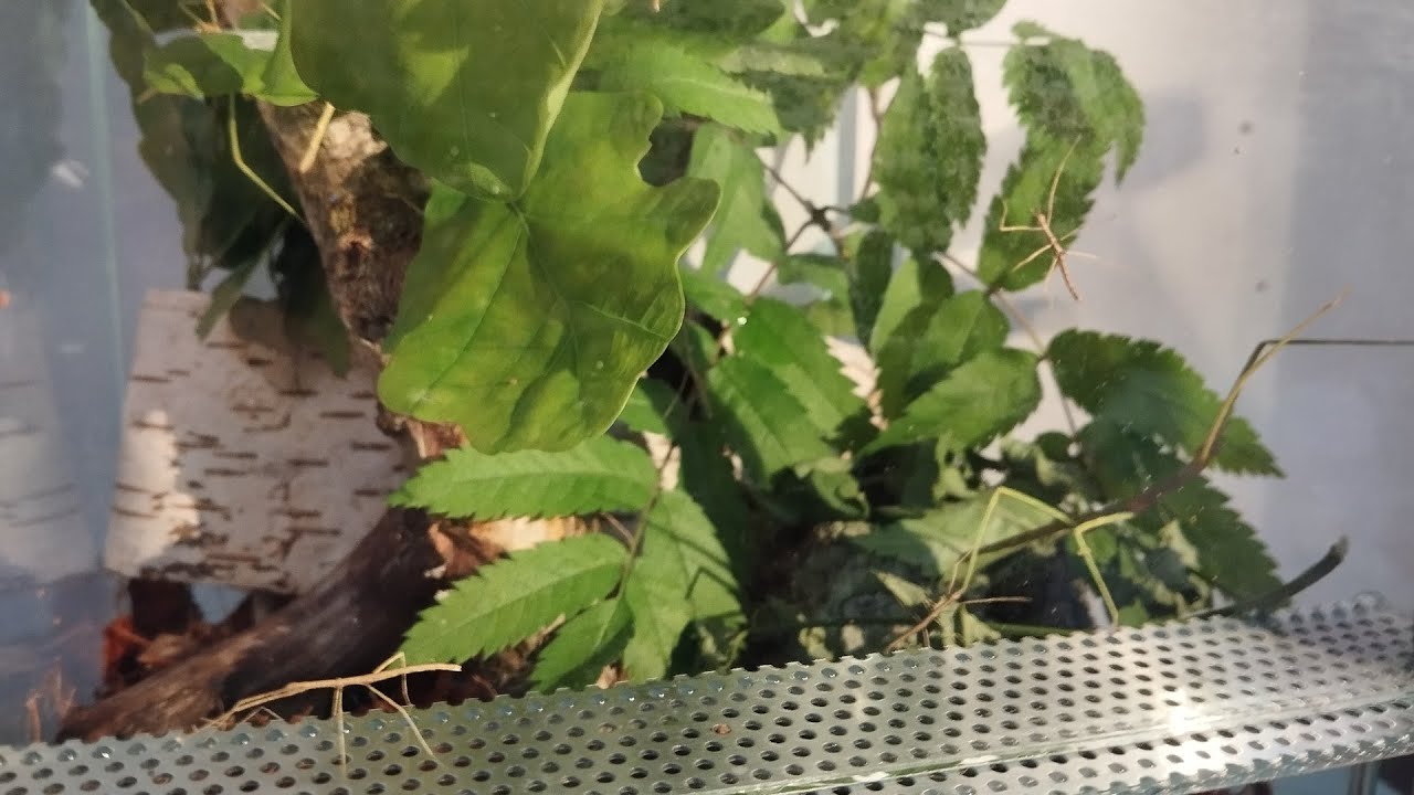 Moje pierwsze terrarium a zamieszkają w nim patyczaki :)