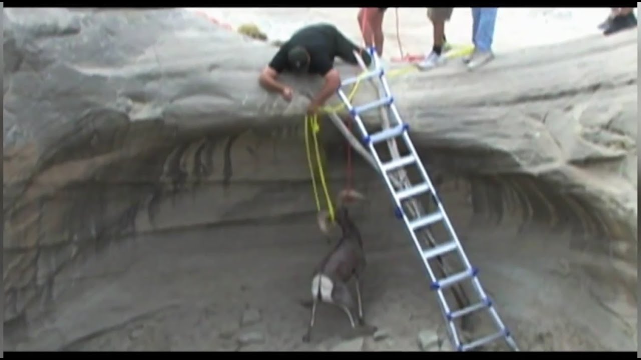 Animal Rescue: Frightened Utah Big Horn Ram