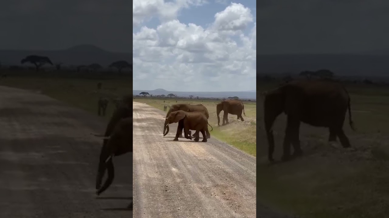 safari de 3jours dan's le parc national d'amboseli.