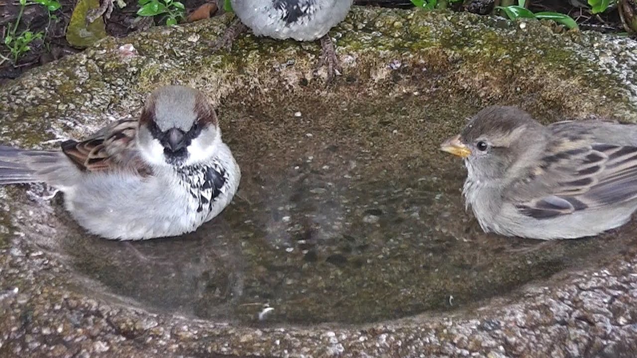 Sparrows Bathing  ◔_◔  ☂
