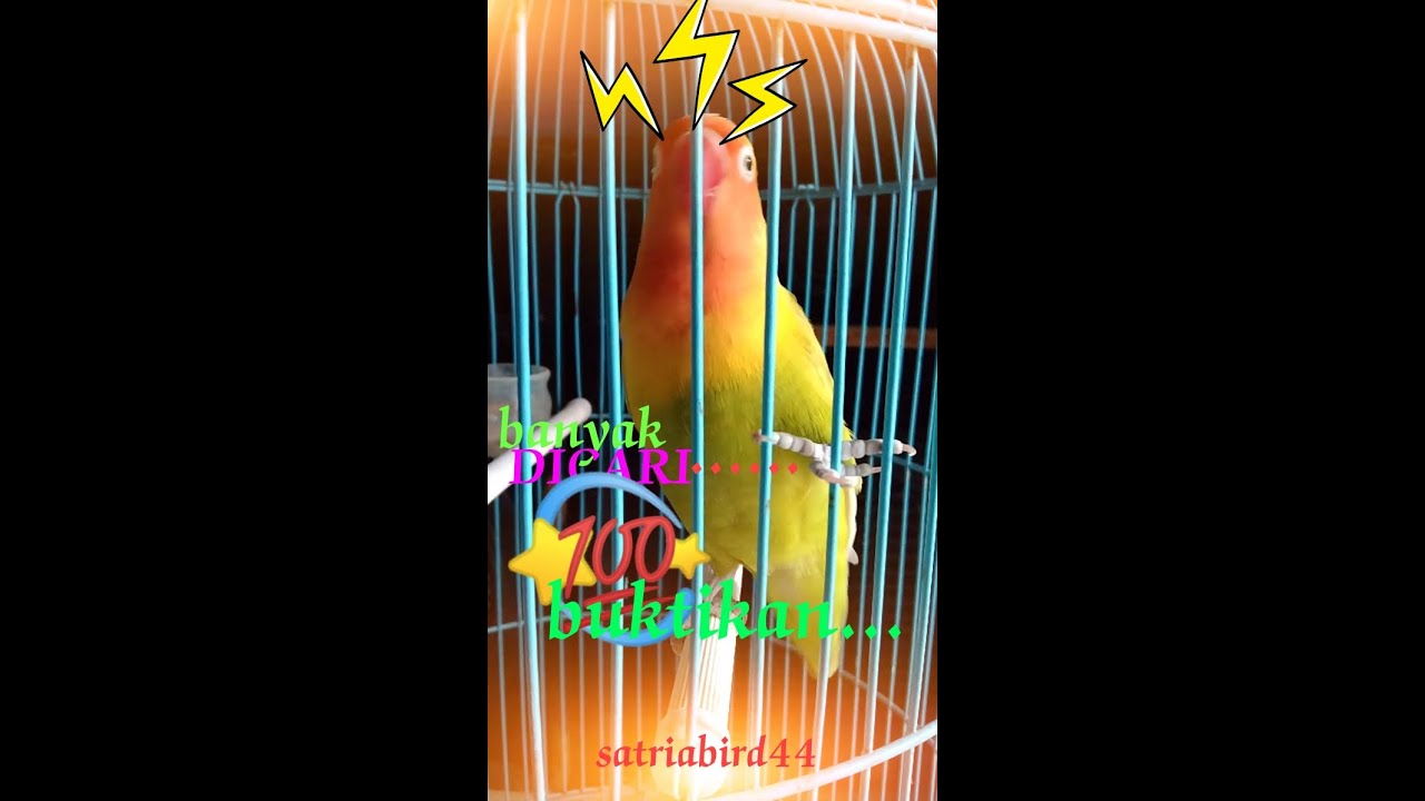 Pancingan lovebird paud ngetik ngekek fighter#shorts