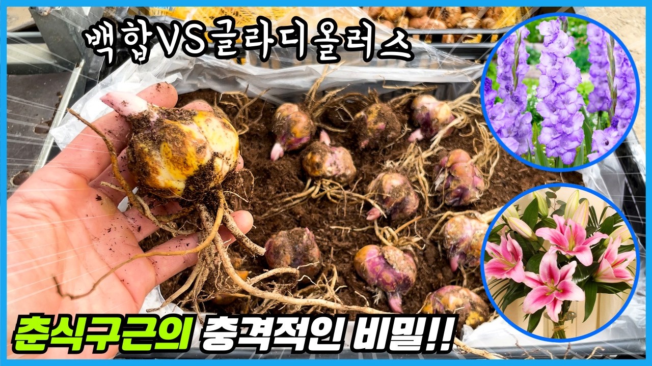 90%가 모르는 백합을 깊게 심어야하는 충격적인 이유!! 백합VS글라디올러스 춘식구근 대결!!