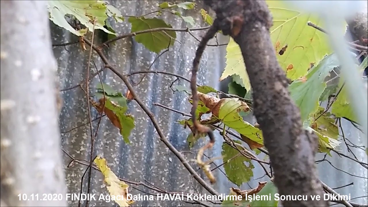 FINDIK Ağacı Dalına Havai Köklendirme İşlemi Sonucu ve Dikimi