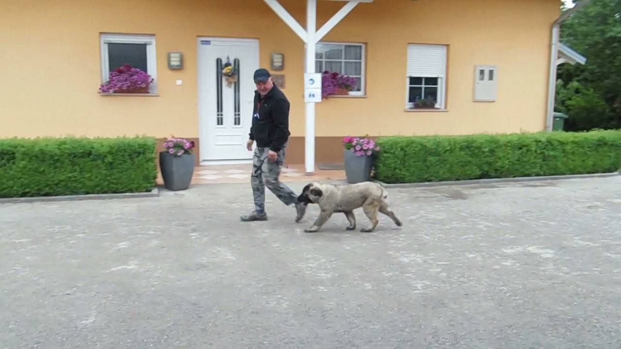 ŠARPLANINAC BOSS TRENING