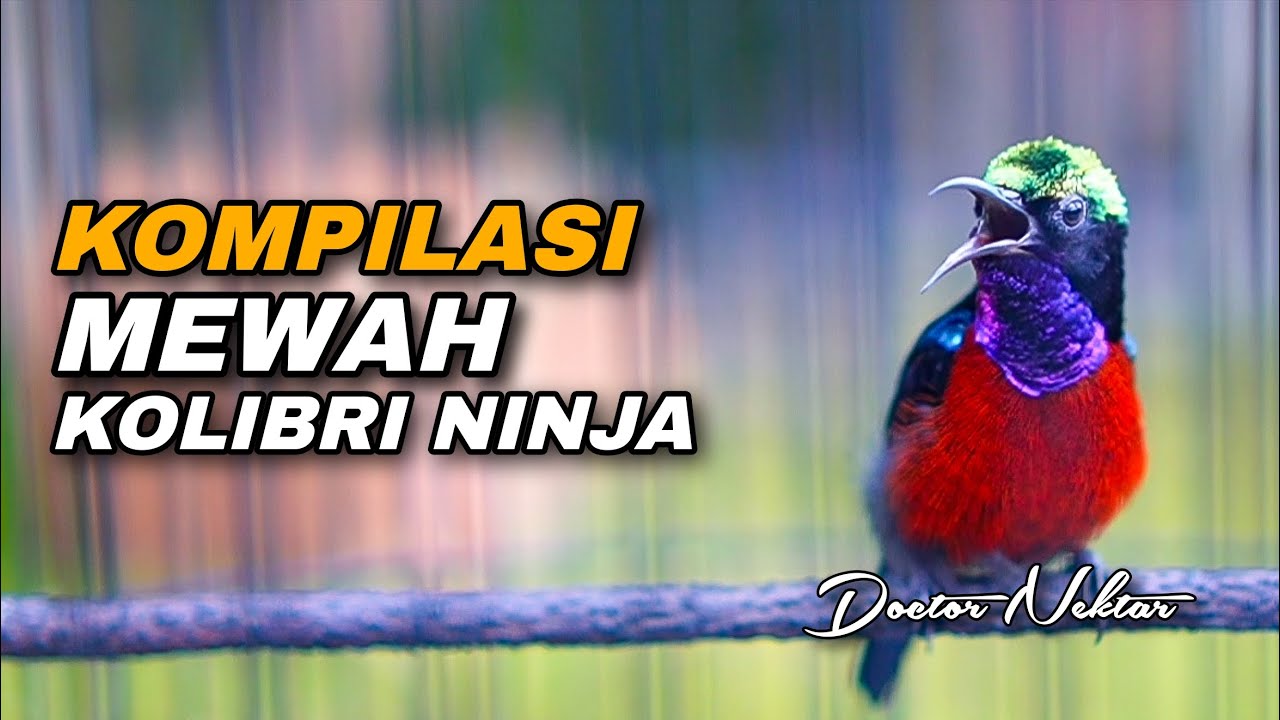 KOMPILASI MEWAH MATERI KONIN GACOR FULL ISIAN BREN CIBLEK COCOK BUAT MASTERAN HARIAN KOLIBRI NINJA