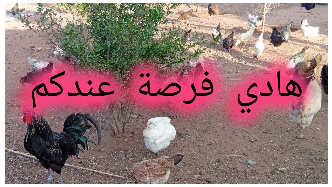هاد الفيديو لاي واحد بغا ...# فرصة لا تعوض#👆🏃