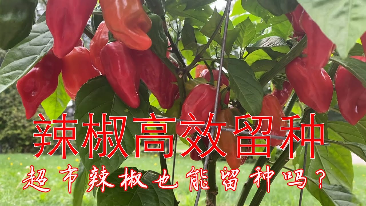 【渔耕笔记】超市辣椒如何留种？辣椒高效留种全介绍 How To Save Pepper Seeds