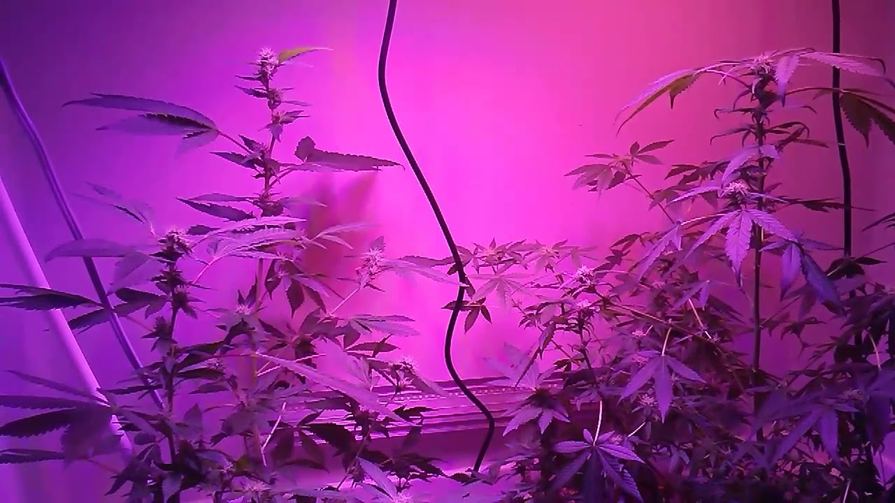 EARLY STAGES OF FLOWER!