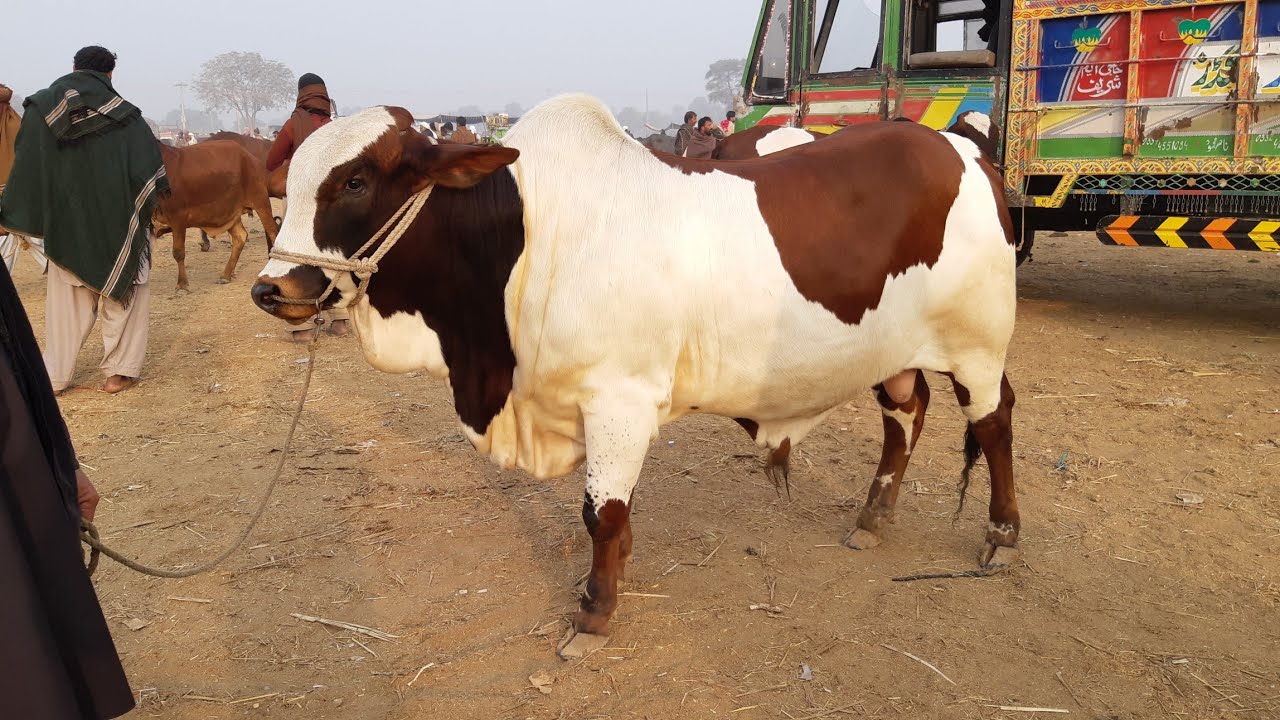 Karachi walay Dekh Lo Onko Maal Kahan Se Jaata Ha ! KHOBSORAT MAL MULTAN COW MANDI 2019 - 2020