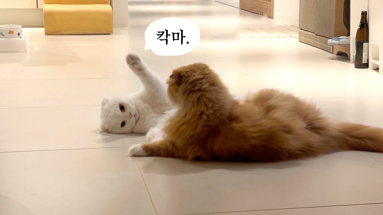 아니 도대체 서열 언제 정할건데 ..?
