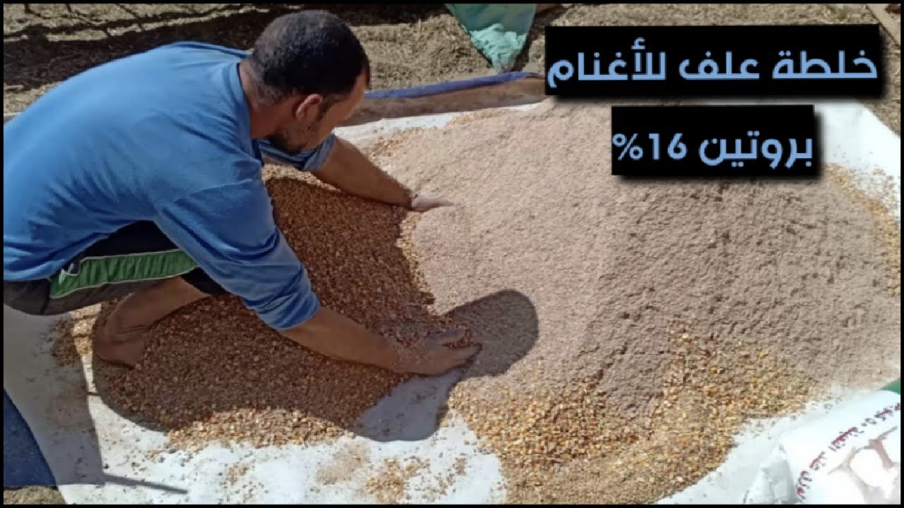 خلطة علف 16% بروتين لتسمين الأغنام لعيد الأضحى وطول السنة