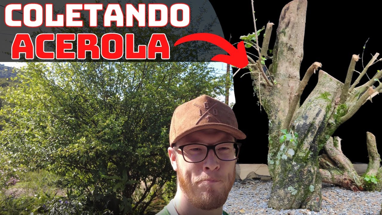 COLETANDO BIG ACEROLA