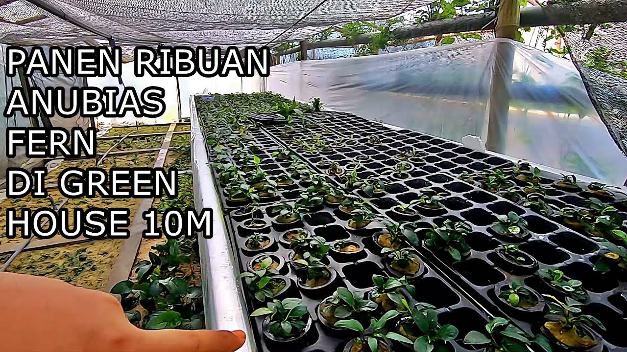 PANEN RIBUAN ANUBIAS DAN TANAMAN LAINNYA DI GREEN HOUSE 10 x 8 meter