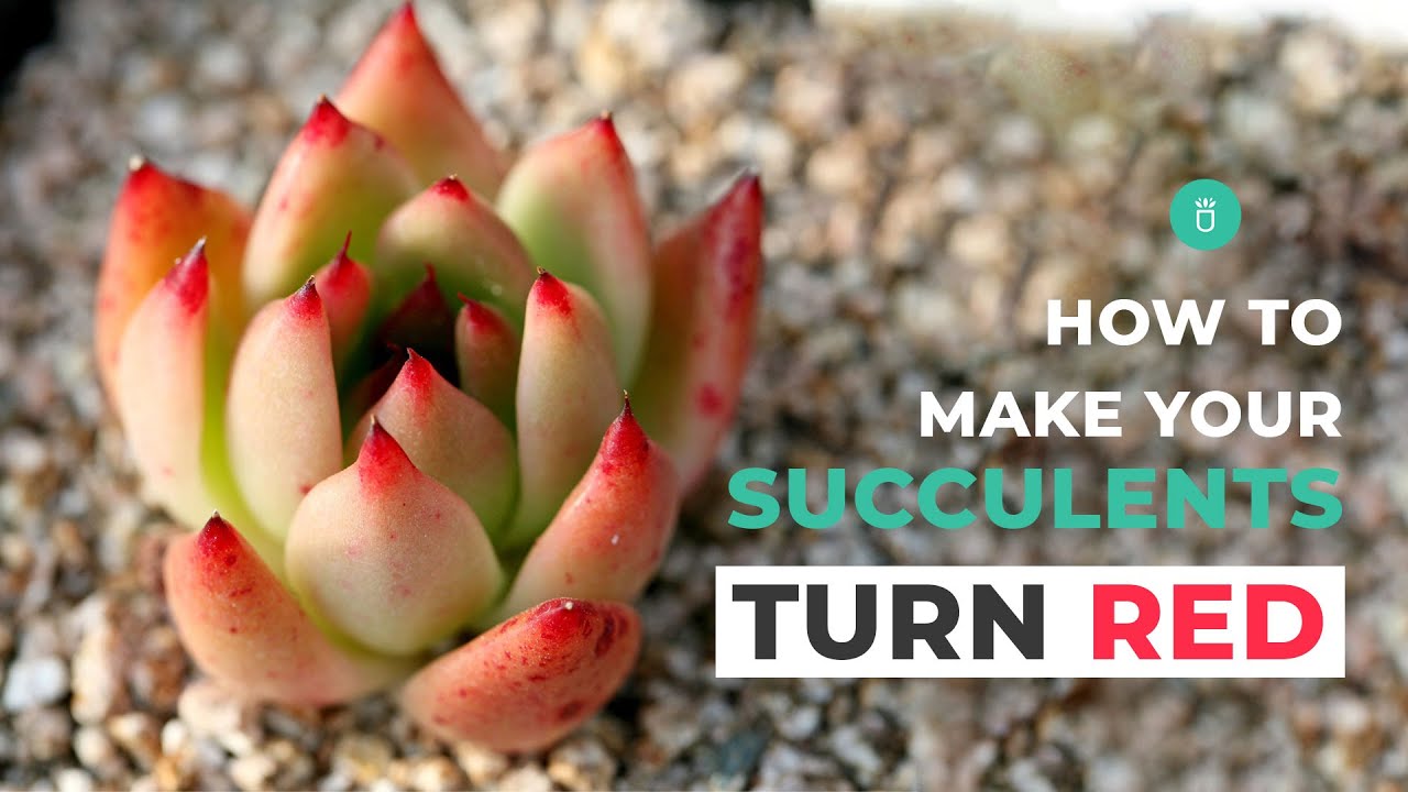 How to make your succulents turn red