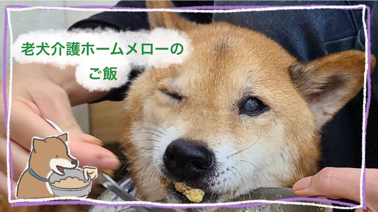 【老犬介護ホームメロー】柴犬のご飯の様子