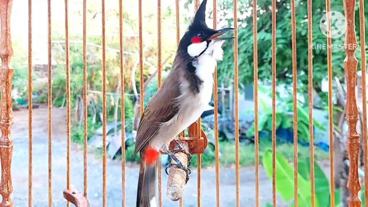 นกกรงหัวจุก จ้าวมีโชค #birds #animals #chaomao #cute #bulbulbird #jambul #nature 