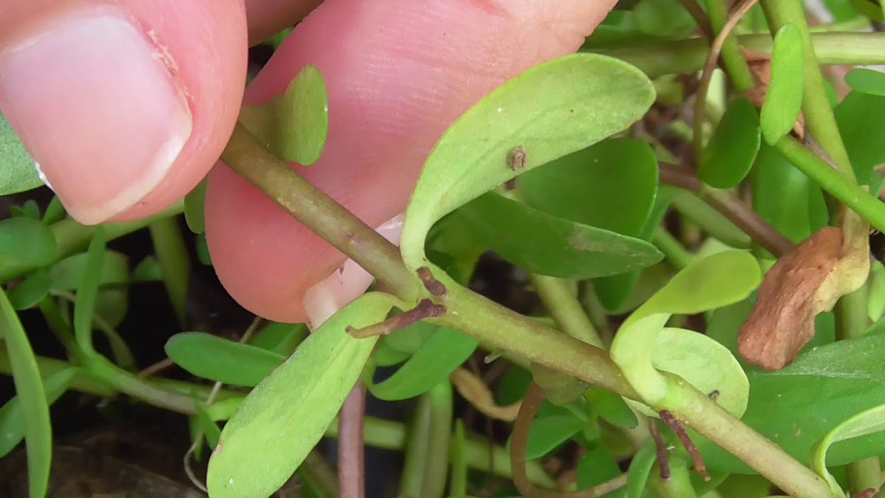 Medicinal Plants Documentary: BRAHMI (Bacopa monnieri)