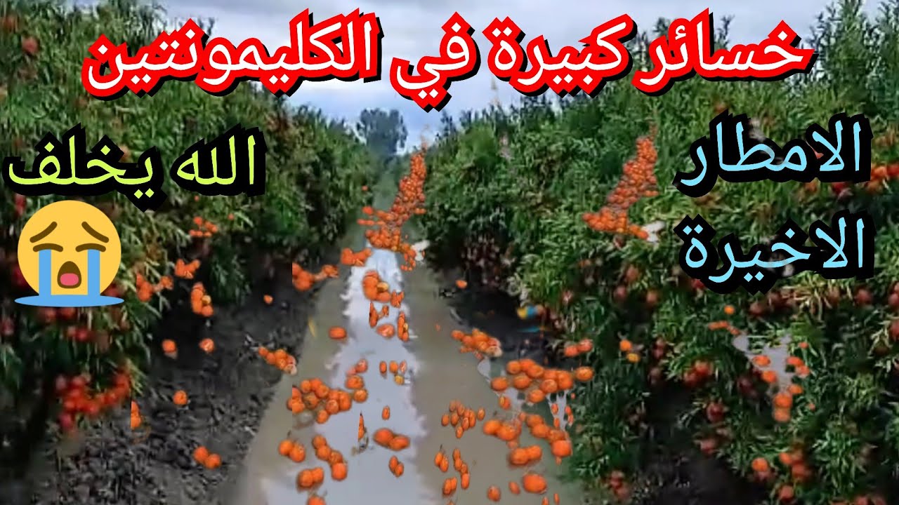 خسائر كبيرة تكبدتها مجموعة من ضيعات البرتقال في منطقة الغرب جراء الامطار الاخيرة والغزيرة 