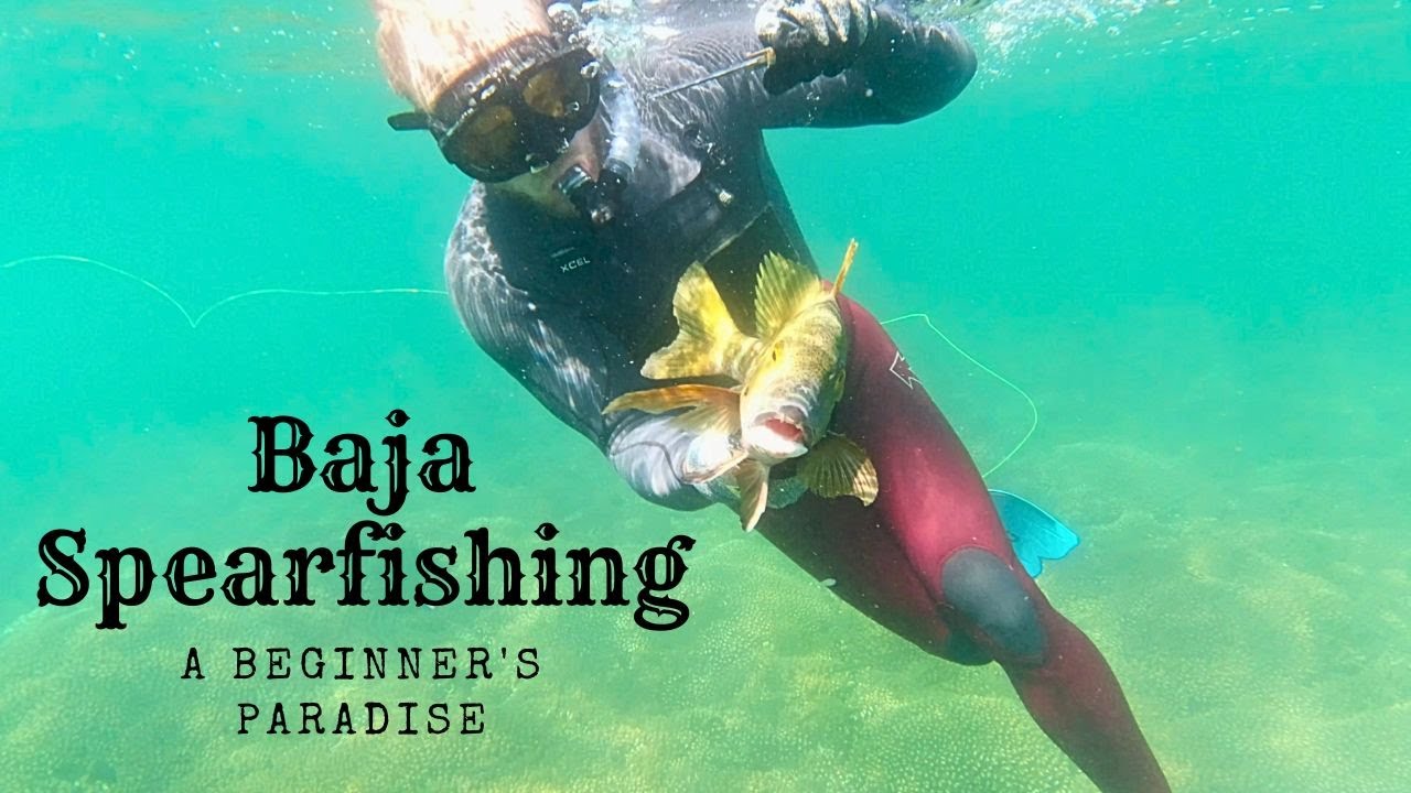 Baja Spearfishing - A Beginner's Spearfishing Paradise!