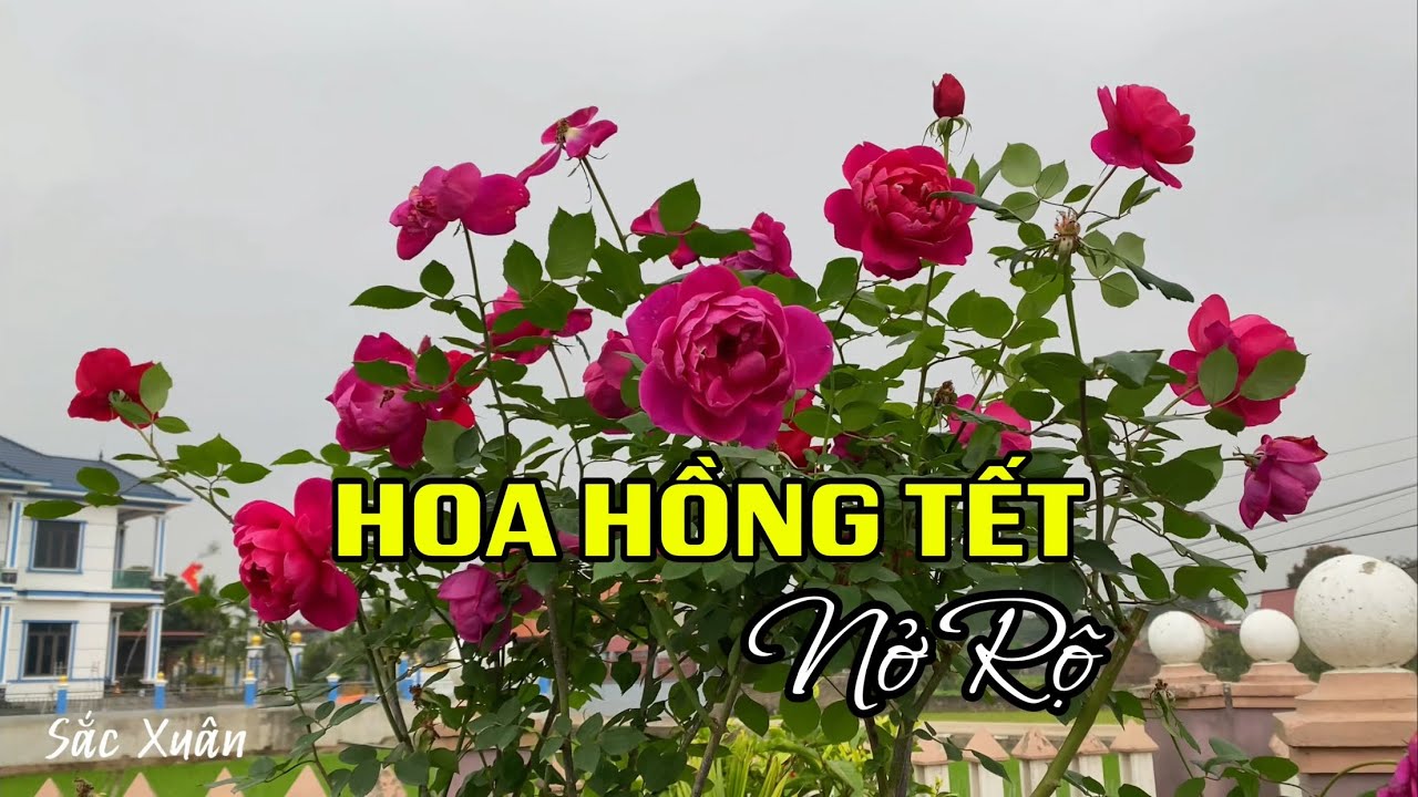 Hoa hồng khoe sắc vào những ngày cuối năm