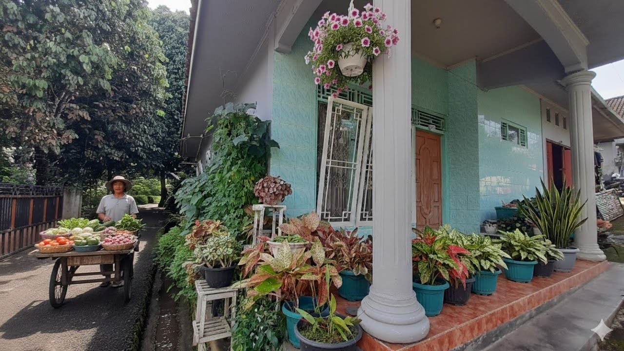 Suasana pagi di kampung Banjarnegara Rumah di penuhi Tanaman hias bikin asri udara jafi adem